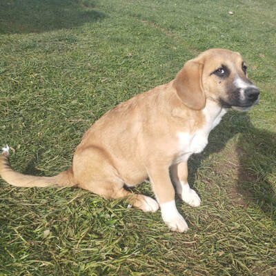 Cvila sucht ein liebevolles Zuhause, Mischling - Hündin