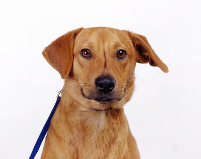 Cyrup, Mischling - Rüde