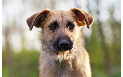 Czuni, Mischling Welpen - Hündin