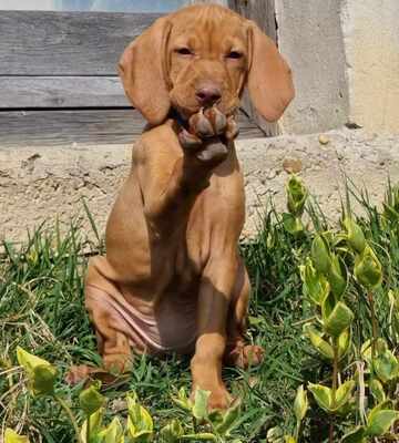 Dévaj Bim, Magyar Vizsla Welpen - Rüde