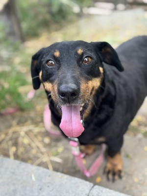 DAGI - ruhiges Dackelmädchen sucht ...