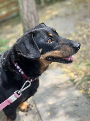 DAGI - ruhiges Dackelmädchen sucht ..., Dackel - Hündin