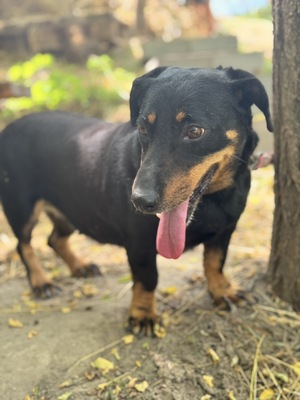 DAGI - ruhiges Dackelmädchen sucht ..., Dackel-Mischling - Hündin