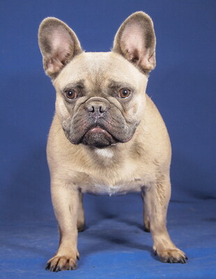 DAISY - R E S E R V I E R T !!!!! sehr freundlich und anhänglich, fröhlich, verschmust, Französische Bulldogge - Hündin