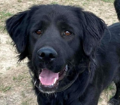 DAISY S132, Mischling - Hündin