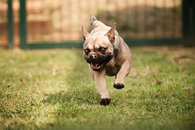 DAISY - sehr anhänglich, verschmust, aktiv, bewegungsfreudig, Französische Bulldogge Mischling (Video-Link vorhanden) - Hündin