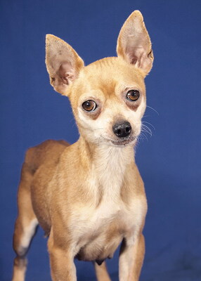 DALMI - R E S E R V I E R T !!!!! sehr lieb, anhänglich, kuschelt gern, neugierig, als Zweithund nur zu einem Rüden, anfangs schüchtern, Chihuahua - Hündin