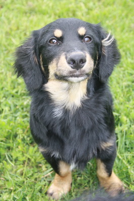 DAMINO, Mischling - Rüde