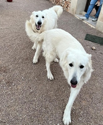 DANA, Schweizer Schäferhund - Hündin