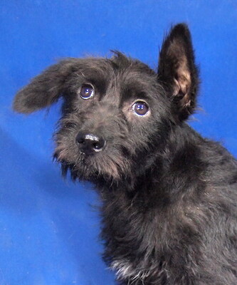 DANKA - R E S E R V I E R T !!!!! sehr lieb und aufgeschlossen, fröhlich, neugierig, lebhaft, intelligent