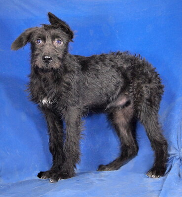 DANKA - R E S E R V I E R T !!!!! sehr lieb und aufgeschlossen, fröhlich, neugierig, lebhaft, intelligent, Mischling - Hündin