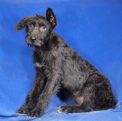 DANKA - R E S E R V I E R T !!!!! sehr lieb und aufgeschlossen, fröhlich, neugierig, lebhaft, intelligent, Mischling - Hündin