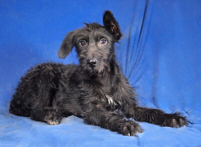 DANKA - R E S E R V I E R T !!!!! sehr lieb und aufgeschlossen, fröhlich, neugierig, lebhaft, intelligent, Mischling - Hündin