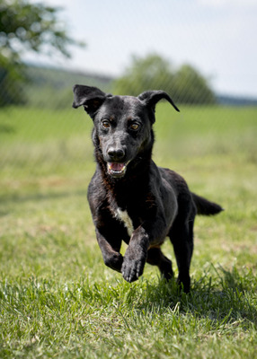 DANTE - R E S E R V I E R T !!!!! lebenslustig, fröhlich, zutraulich, sehr aktiv, verspielt, bewegungsfreudig, neugierig, Mischling (Video auf HP) - Rüde