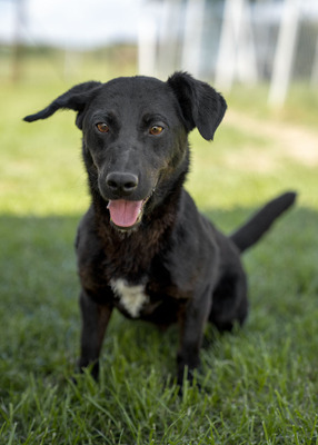 DANTE - R E S E R V I E R T !!!!! lebenslustig, fröhlich, zutraulich, sehr aktiv, verspielt, bewegungsfreudig, neugierig, Mischling (Video auf HP) - Rüde