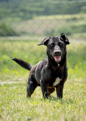 DANTE - R E S E R V I E R T !!!!! lebenslustig, fröhlich, zutraulich, sehr aktiv, verspielt, bewegungsfreudig, neugierig, Mischling (Video auf HP) - Rüde
