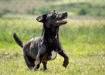 DANTE - R E S E R V I E R T !!!!! lebenslustig, fröhlich, zutraulich, sehr aktiv, verspielt, bewegungsfreudig, neugierig, Mischling (Video auf HP) - Rüde