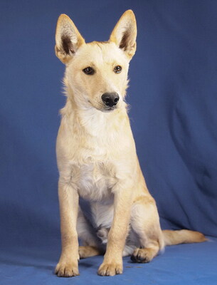 DARIUS - R E S E R V I E R T !!!!! sehr liebenswert, verschmust, vergnügt, lebhaft, verspielt, gelehrig, katzenverträglich, anfangs sehr ängstlich, Mischling - Rüde