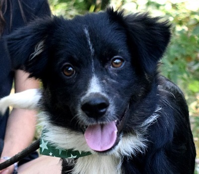 DARIUSKO, Border Collie-Mischling Welpen - Rüde