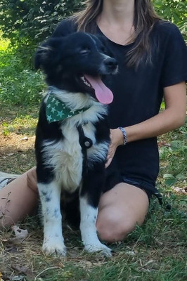 DARIUSKO, Border Collie-Mischling Welpen - Rüde