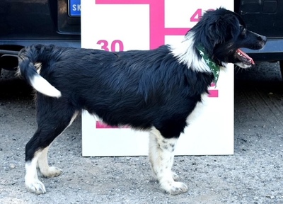 DARIUSKO, Border Collie-Mischling Welpen - Rüde