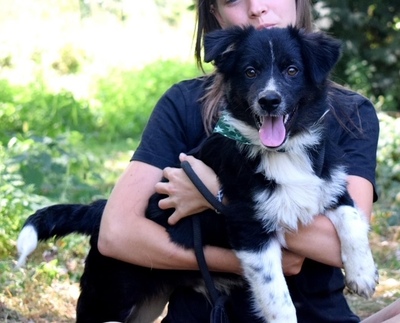 DARIUSKO, Border Collie-Mischling Welpen - Rüde