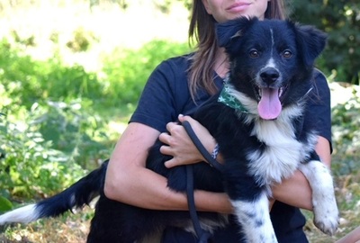 DARIUSKO, Border Collie-Mischling Welpen - Rüde