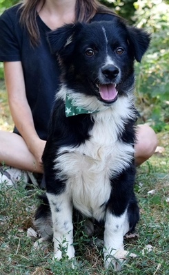 DARIUSKO, Border Collie-Mischling Welpen - Rüde