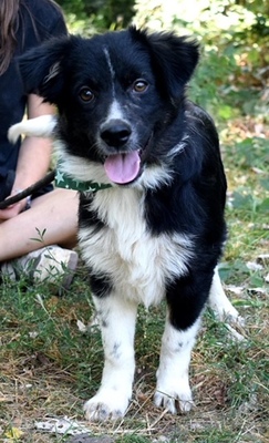 DARIUSKO, Border Collie-Mischling Welpen - Rüde