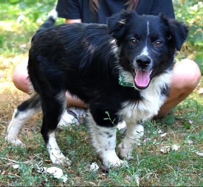 DARIUSKO, Border Collie-Mischling Welpen - Rüde