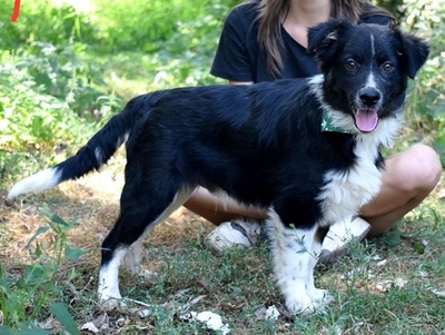 DARIUSKO, Border Collie-Mischling Welpen - Rüde