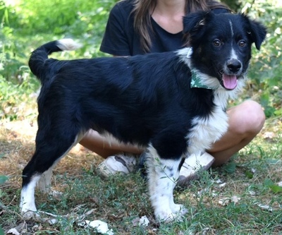 DARIUSKO, Border Collie-Mischling Welpen - Rüde