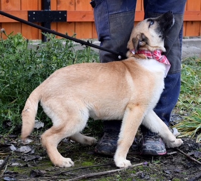 DASKA C53, Mischling Welpen - Hündin