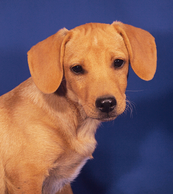 DAVID - R E S E R V I E R T !!!!! sehr lieb und anhänglich, neugierig, gelehrig, lebhaft, verspielt, katzenverträglich, Mischling Welpen - Rüde