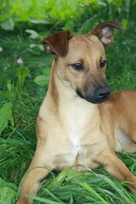 DAYSIE, Mischling - Hündin