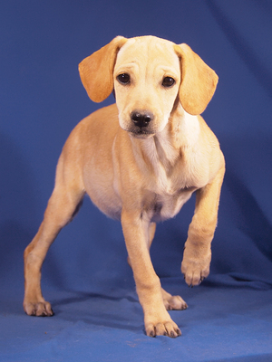 DEA - R E S E R V I E R T !!!!! aufgeweckt, sehr lieb, anlehnungsbedürftig, lebhaft, intelligent, katzenverträglich, Mischling Welpen - Hündin