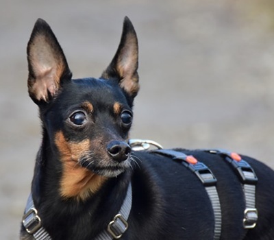 DELI S 256, Pinscher-Mischling - Rüde