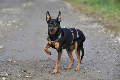 DELI S 256, Pinscher-Mischling - Rüde