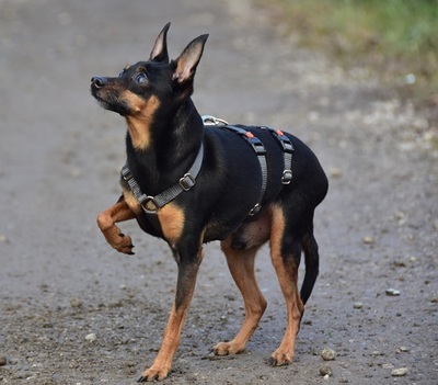 DELI S 256, Pinscher-Mischling - Rüde