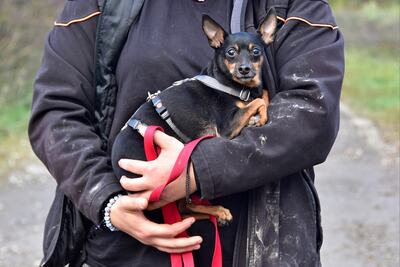 DELI S 256, Pinscher-Mischling - Rüde