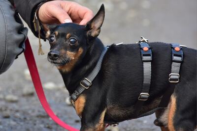 DELI S 256, Pinscher-Mischling - Rüde