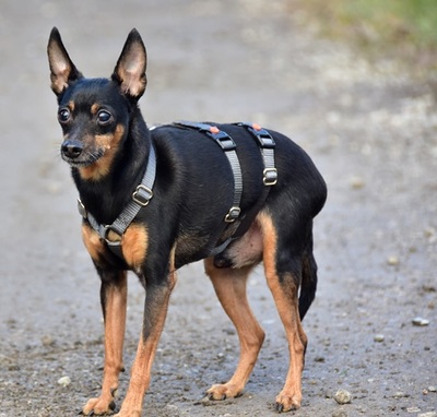 DELI S 256, Pinscher-Mischling - Rüde