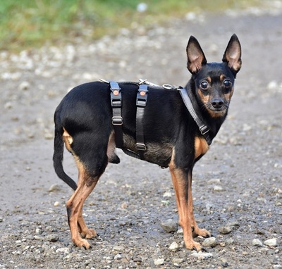 DELI S 256, Pinscher-Mischling - Rüde