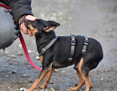 DELI S 256, Pinscher-Mischling - Rüde