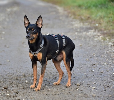 DELI S 256, Pinscher-Mischling - Rüde