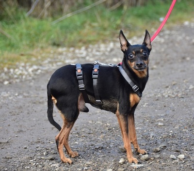 DELI S 256, Pinscher-Mischling - Rüde