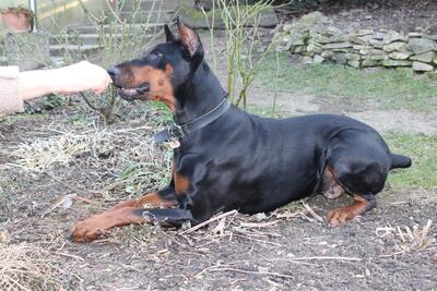 DELJA, Dobermann - Hündin