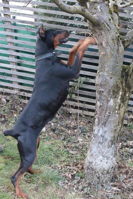 DELJA, Dobermann - Hündin