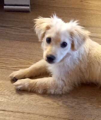 DENARIA, Mischling - Hündin