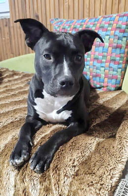 DENERIS - R E S E R V I E R T !!!!! menschenbezogen, sehr lieb, selbstbewusst, sportlich, liebt Spielsachen